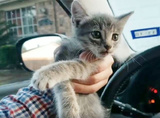 Серый котенок Котенок в машине