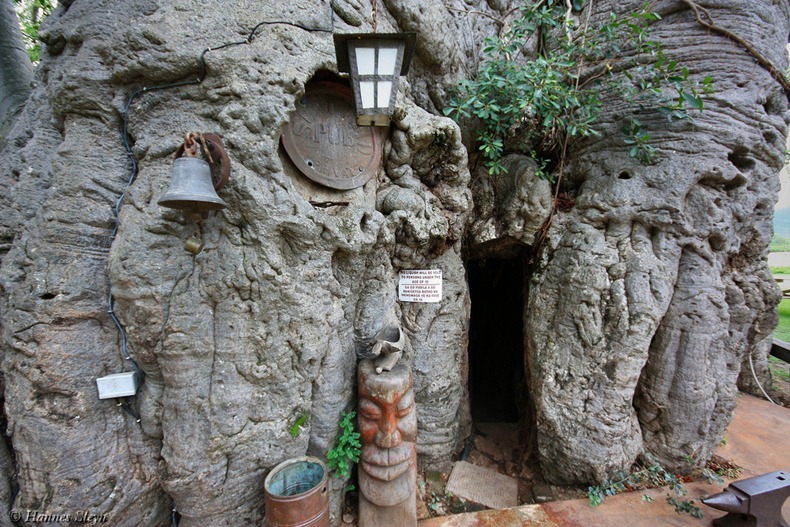   -   Sunland Baobab  (8 )
