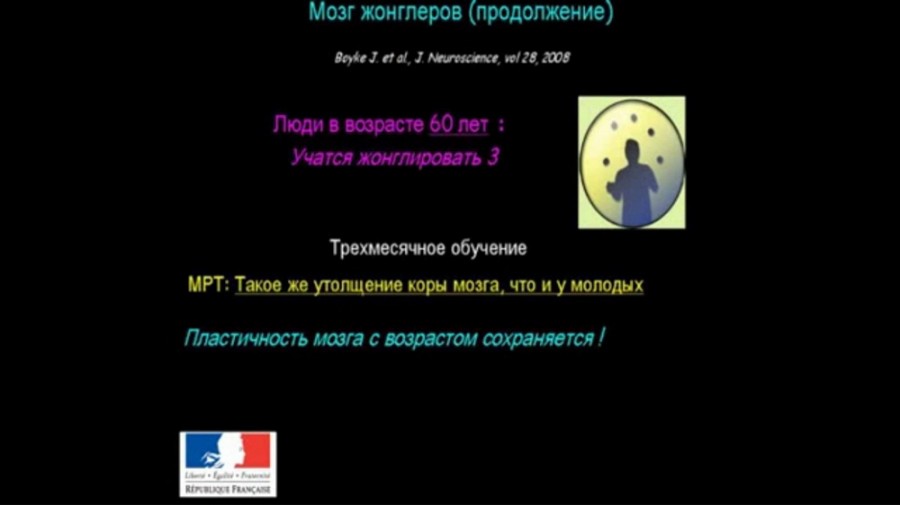виндаль20-2 Как устроен мозг
