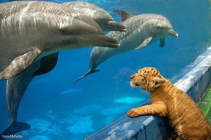 dolphins16