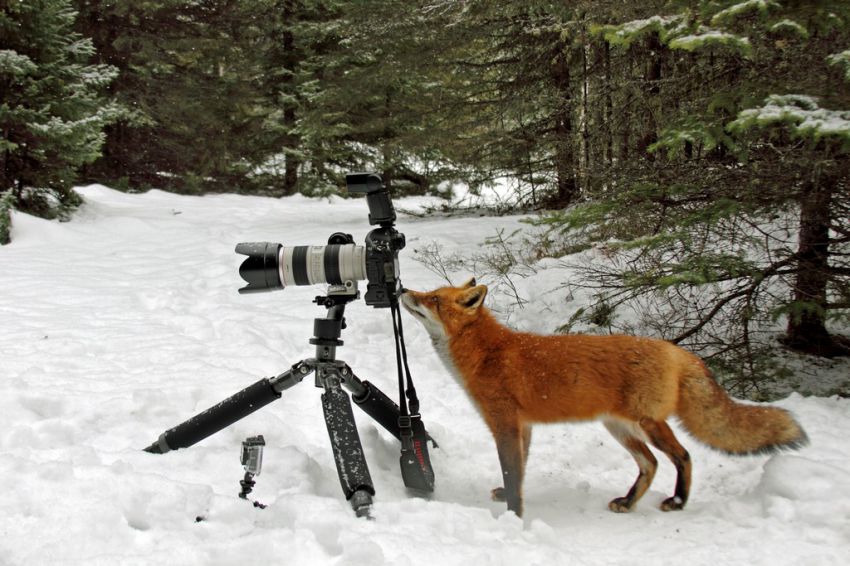 Лиса, Камера, Курьез
