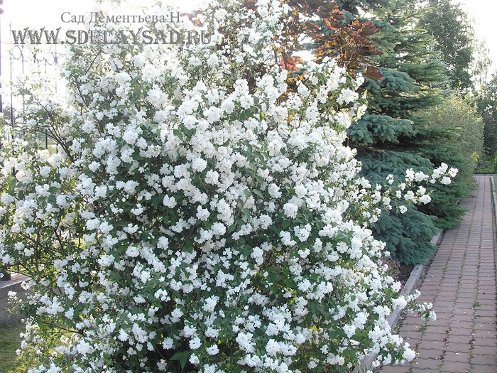 ��� ������� ����������