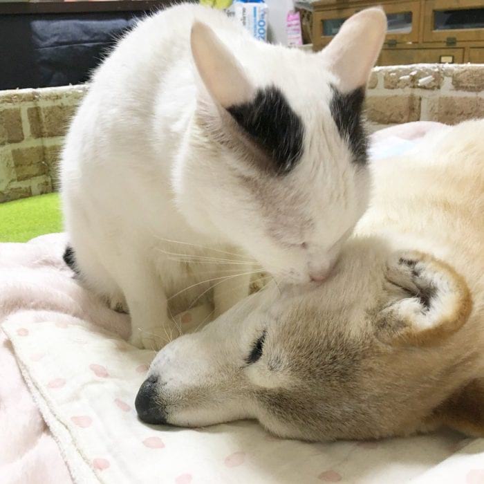 Кот ухаживает за собакой, которая больна старческим слабоумием Кот ухаживает за собакой, которая больна старческим слабоумием