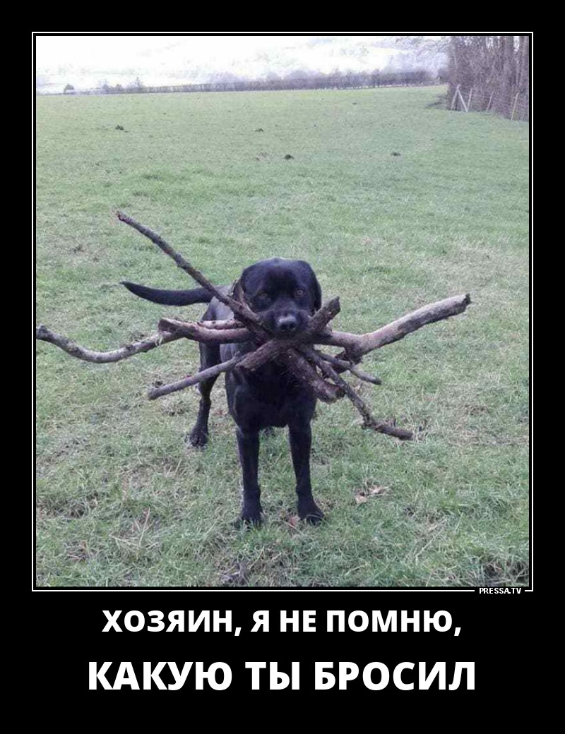 ДЕМОТИВАТОРЫ+ ДЕМОТИВАТОРЫ+