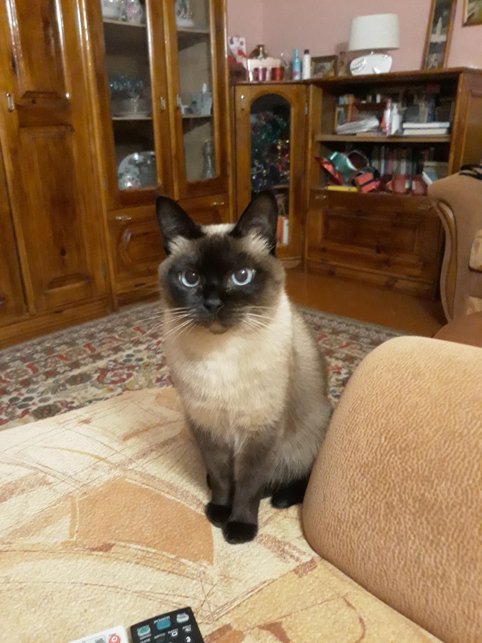 У меня потерялась кошка...(((