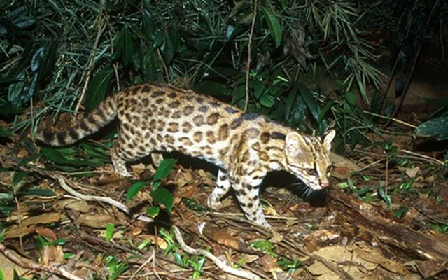 Leopardus1.jpg