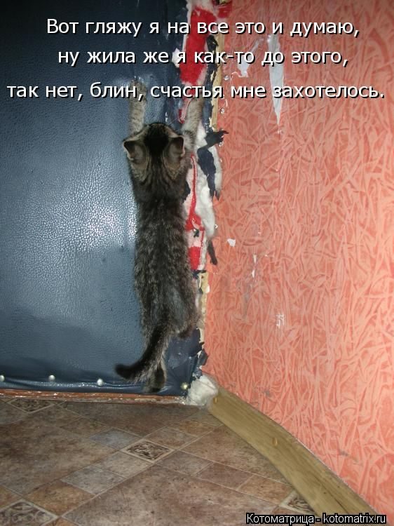 Смешные котоматрицы)) Смешные котоматрицы))