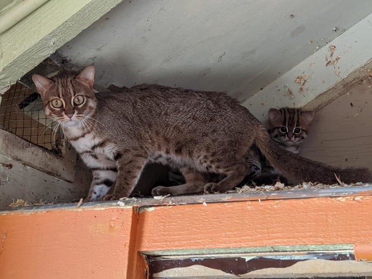 Как выглядят редкие котята ржавой кошки, самой маленькой дикой породы кошачьих