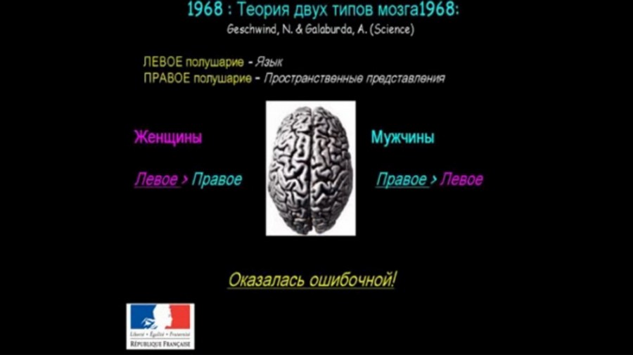 виндаль10-2 Как устроен мозг