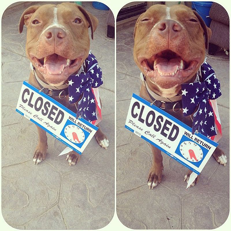 питбули, собаки, стиль