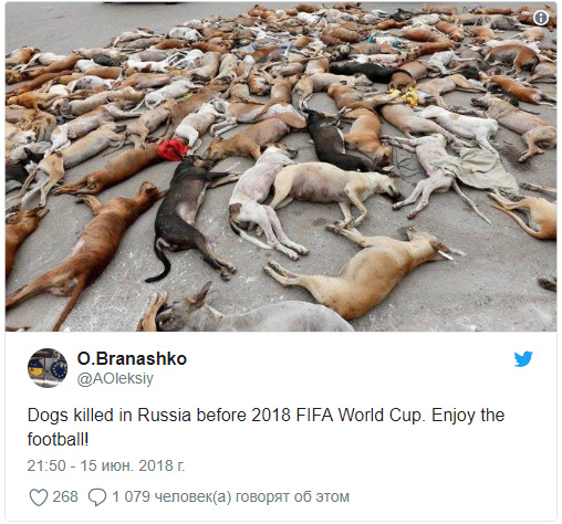 Немецкие СМИ разоблачили фотографию с убитыми перед ЧМ-2018 собаками Немецкие СМИ разоблачили фотографию с убитыми перед ЧМ-2018 собаками