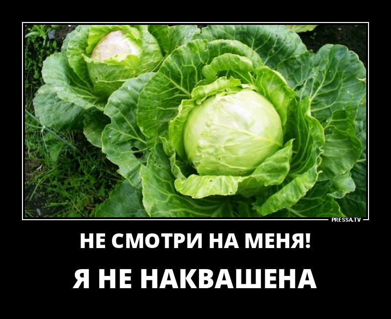 ДЕМОТИВАТОРЫ+ ДЕМОТИВАТОРЫ+
