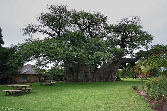   -   Sunland Baobab  (8 )