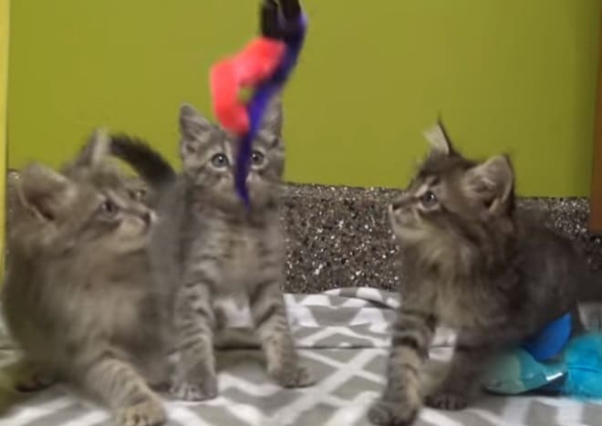 Котята играют Котята и игрушка