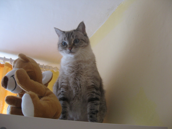 Тупая кошка