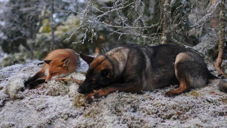 Sniffer fox and Tinni, дружба между лисой и собакой