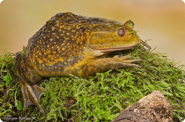 Шлемоголовые свистуны (лат. Calyptocephalella gayi) Шлемоголовые свистуны (лат. Calyptocephalella gayi)