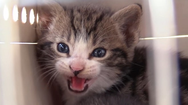 Котик плачет Котенок мяучит