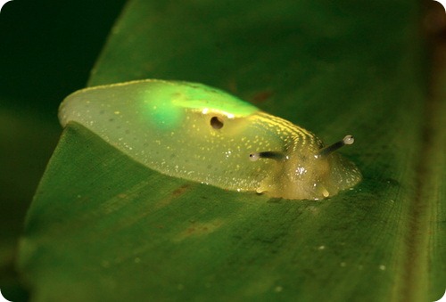 Полуслизень Gaeotis flavolineata