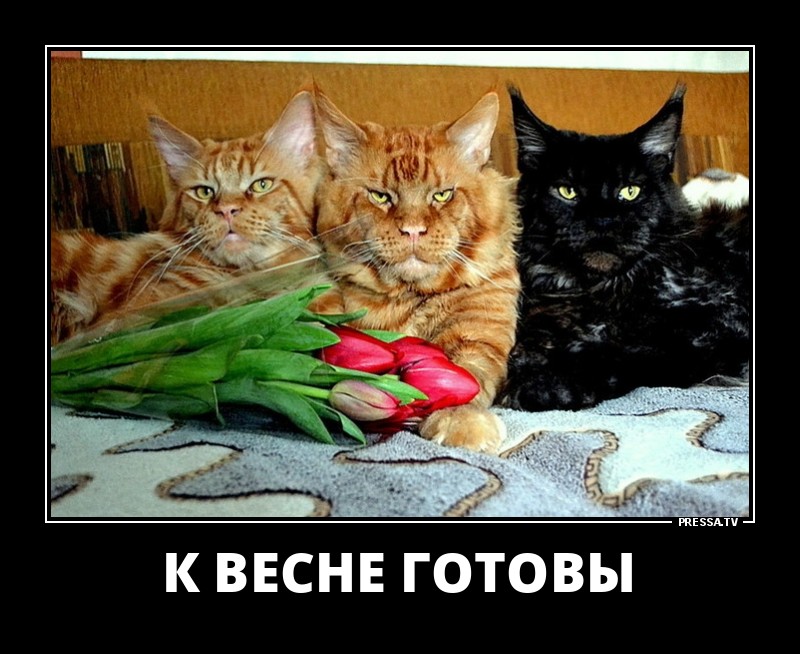 ДЕМОТИВАТОРЫ + ДЕМОТИВАТОРЫ +