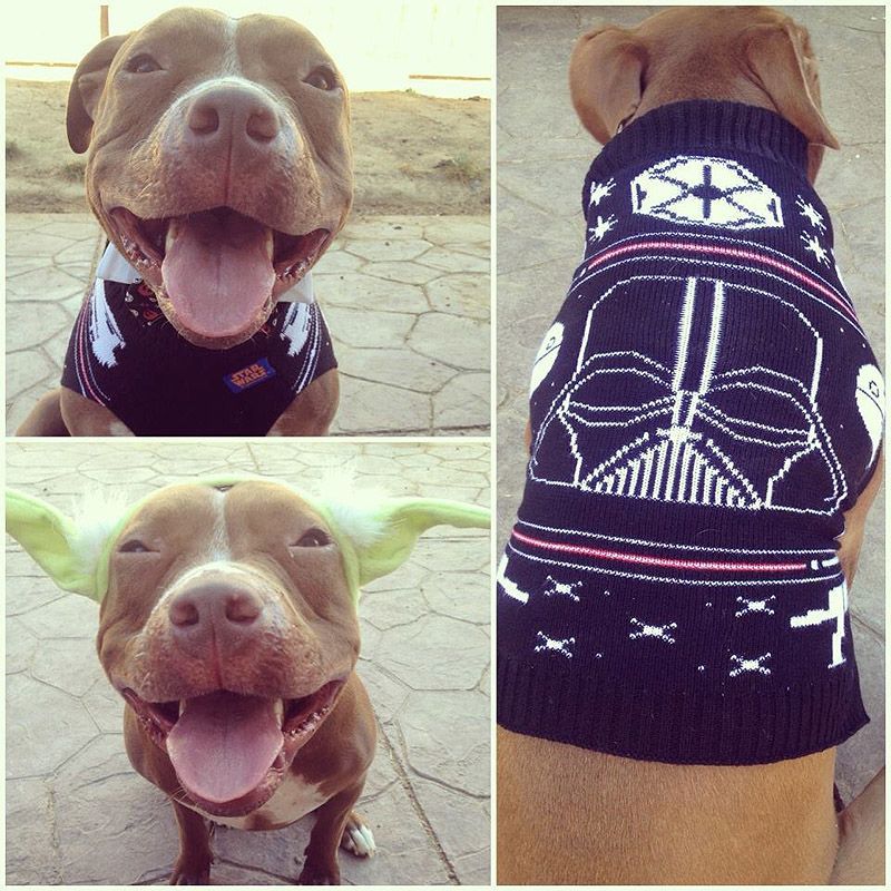 питбули, собаки, стиль