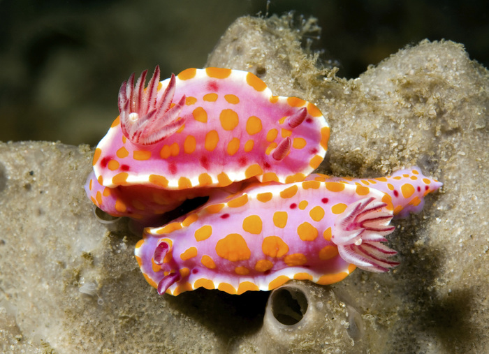 Морские красавцы морские слизни, голожаберные моллюски, морские обитатели, Природа, без рейтинга, длиннопост