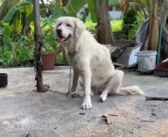 Пес на цепи Пес сидит