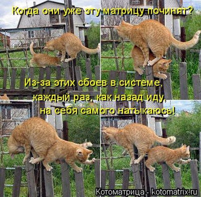 Котейки, собаки и один конь желают всем хорошего настроения!