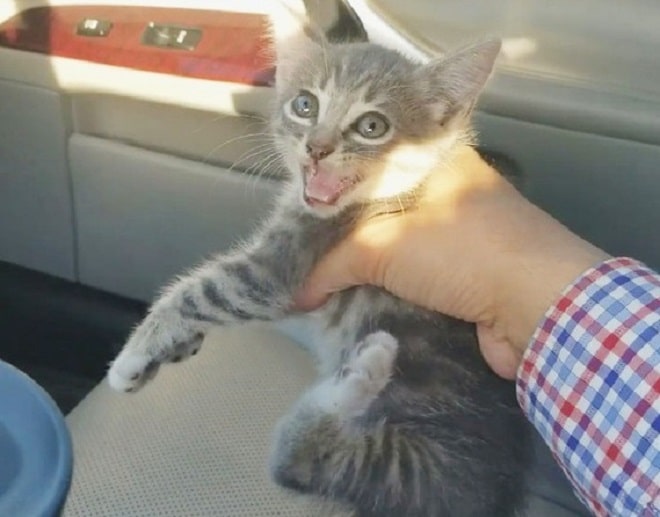 Испуганный котенок Котенок вырывается