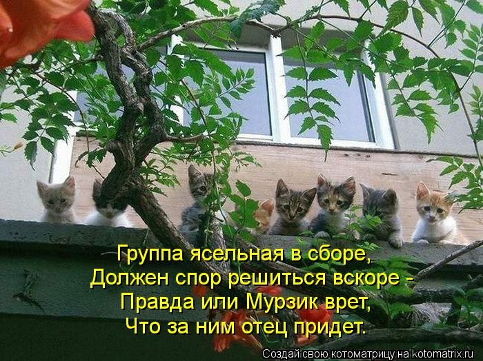 Лучшие котоматрицы недели (50 фото)