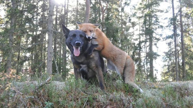 Sniffer fox and Tinni, дружба между лисой и собакой