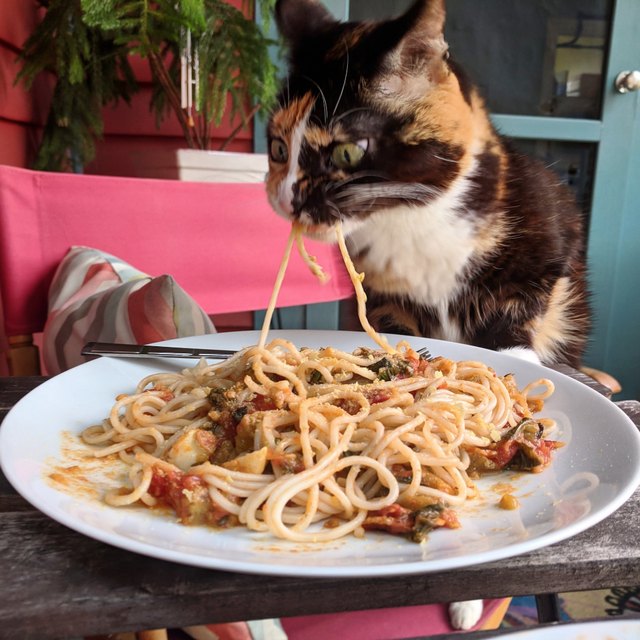 кошка ворует еду кошка ест пасту