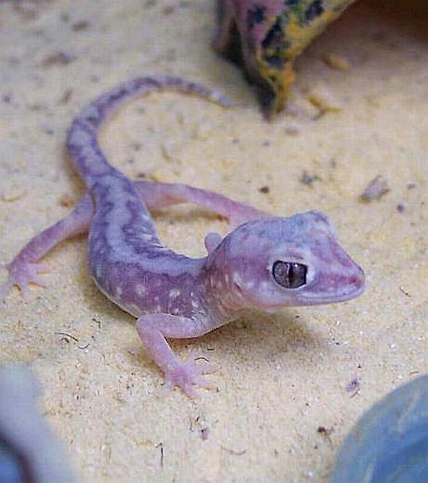 Beaded Gekko