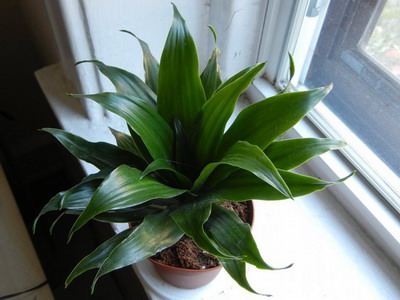 Драцена душистая (Dracaena Fragrans): уход и размножение Драцена душистая (Dracaena Fragrans): уход и размножение