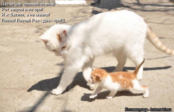 Котоматрицы великолепные, каждая с кусочком тепла, позитива и улыбкой! Котоматрицы великолепные, каждая с кусочком тепла, позитива и улыбкой!