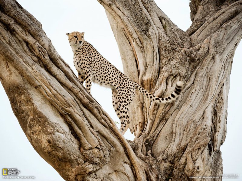 Подборка замечательных фотографий от National Geographic