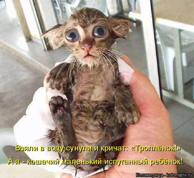 Смешные котоматрицы)) Смешные котоматрицы))