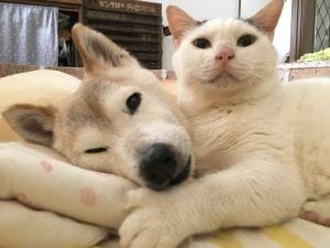 Кот ухаживает за собакой, которая больна старческим слабоумием Кот ухаживает за собакой, которая больна старческим слабоумием