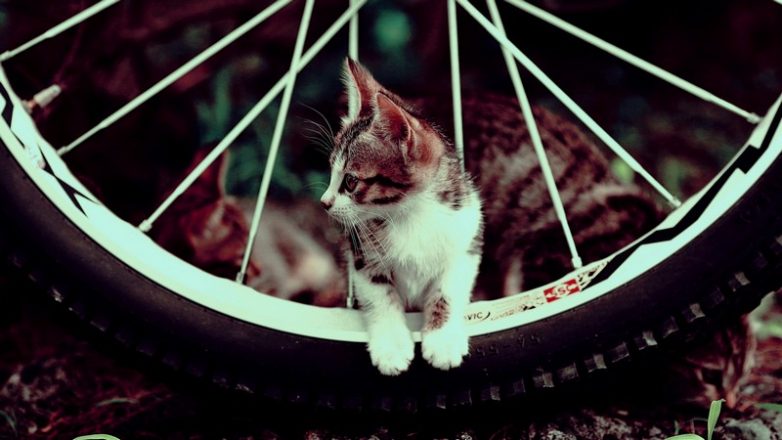 Как использовать котов в хозяйстве) Как использовать котов в хозяйстве)
