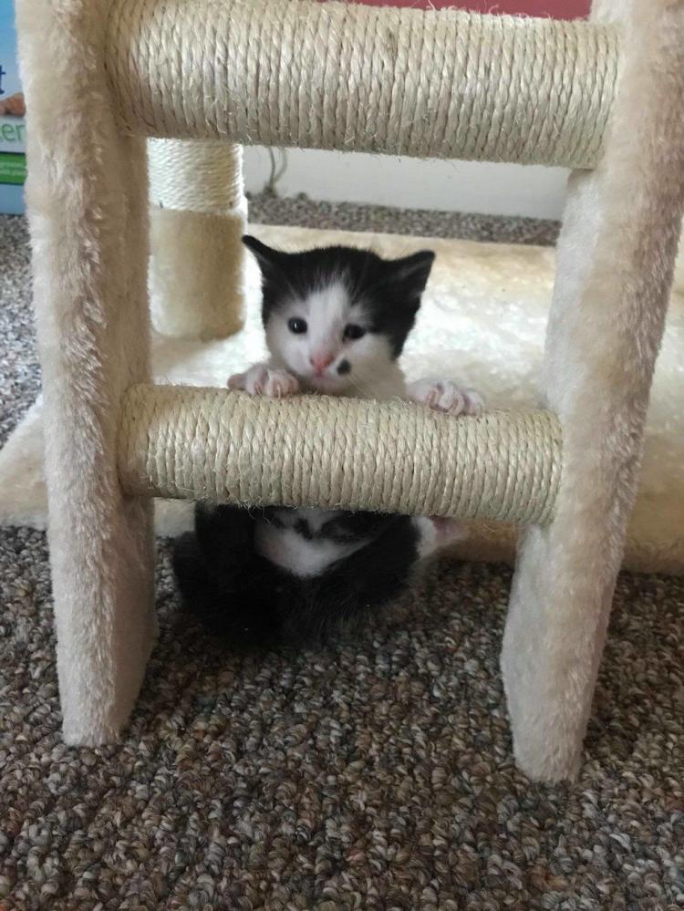Котенок очень старался привлечь к себе внимание и это у него получилось!