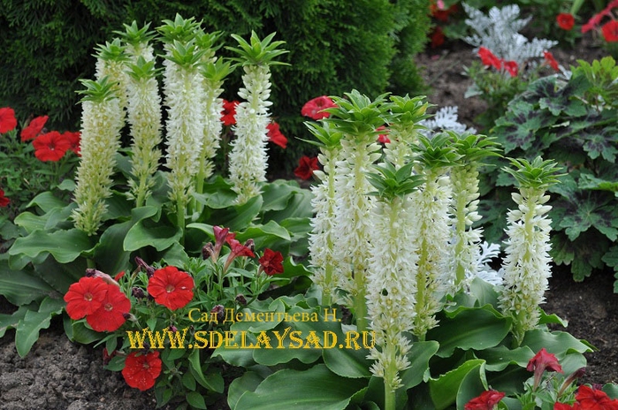 ��� ������� ����������