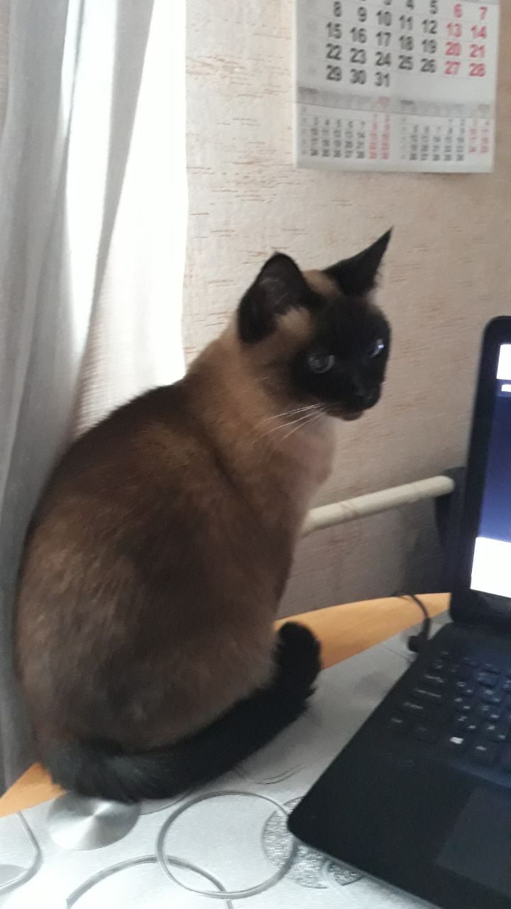 У меня потерялась кошка...(((