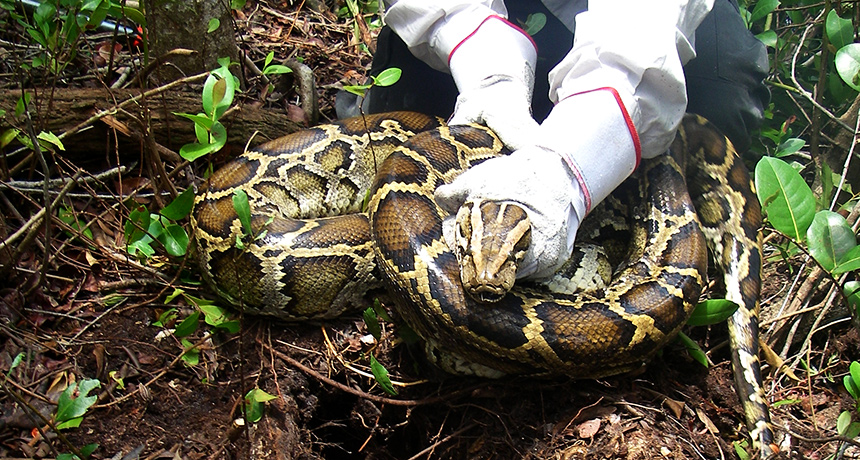 Burmese python