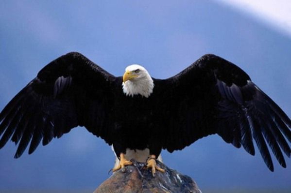 10 птиц, которых стоит избегать (10 фото)