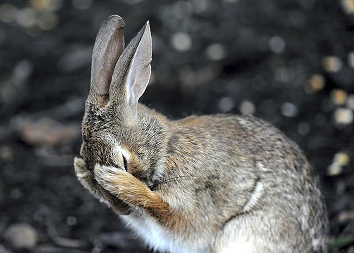3085196_funnyanimalspicscomedywildlifephotographyawards15b07b85337013__700 700x500 96Kb