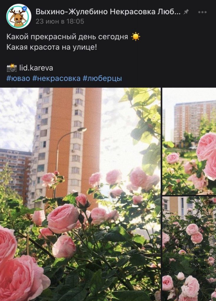 Утопающая в цветах Некрасовка попала в рубрику «Фото дня»