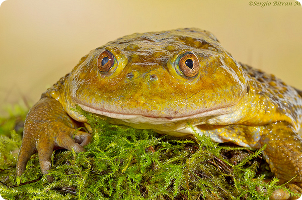 Шлемоголовые свистуны (лат. Calyptocephalella gayi) Шлемоголовые свистуны (лат. Calyptocephalella gayi)