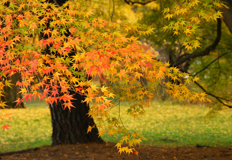 Очей очарованье