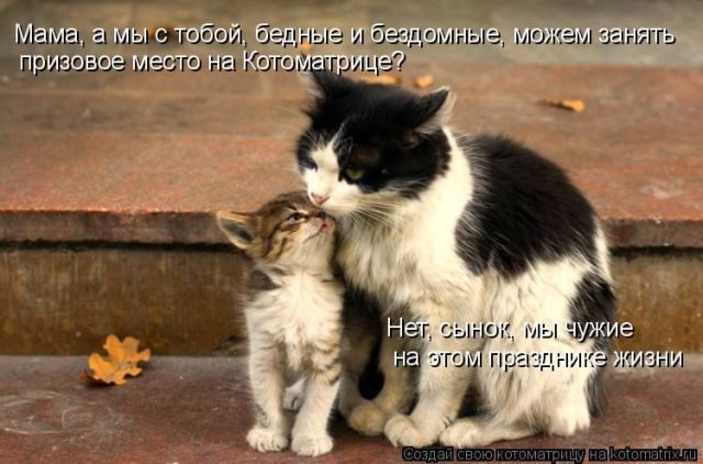 Смешные котоматрицы)) Смешные котоматрицы))