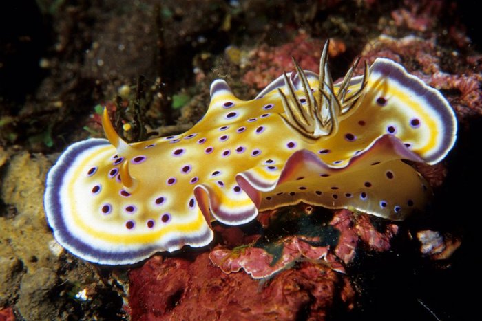 Морские красавцы морские слизни, голожаберные моллюски, морские обитатели, Природа, без рейтинга, длиннопост